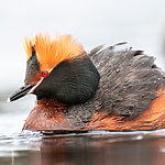 BB 10 0359 / Podiceps auritus / Horndykker